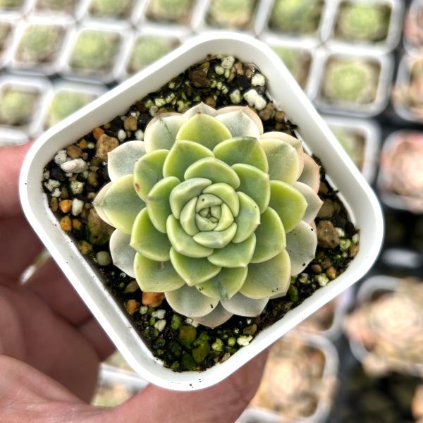 楽天市場】【当店農場生産】○多肉植物 エケベリア ブルーミニマ錦 7.5