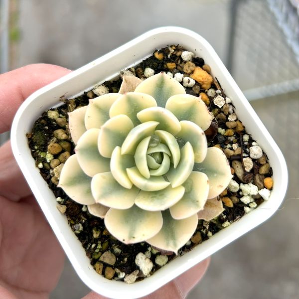 楽天市場】【当店農場生産】○多肉植物 エケベリア 祈福神錦 7.5センチ