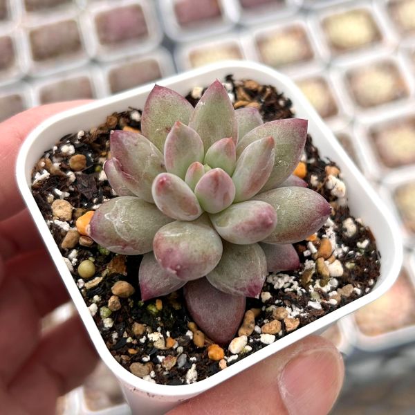 マジョリカ♥　ブルーミニマ錦 マジョリカ♥ ブルーミニマ錦 エケベリア ブルーミニマ錦 Echeveria