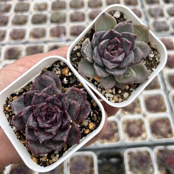 楽天市場】【当店農場生産】○多肉植物 エケベリア リトルレッドエッグ