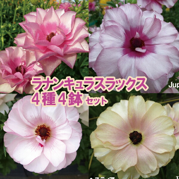 さ■花苗ラナンキュラス　ラックスシリーズ■アポロン&ペネロペ 楽天市場】【当店農場生産】ラナンキュラス ラックス ペネロペ 9センチ