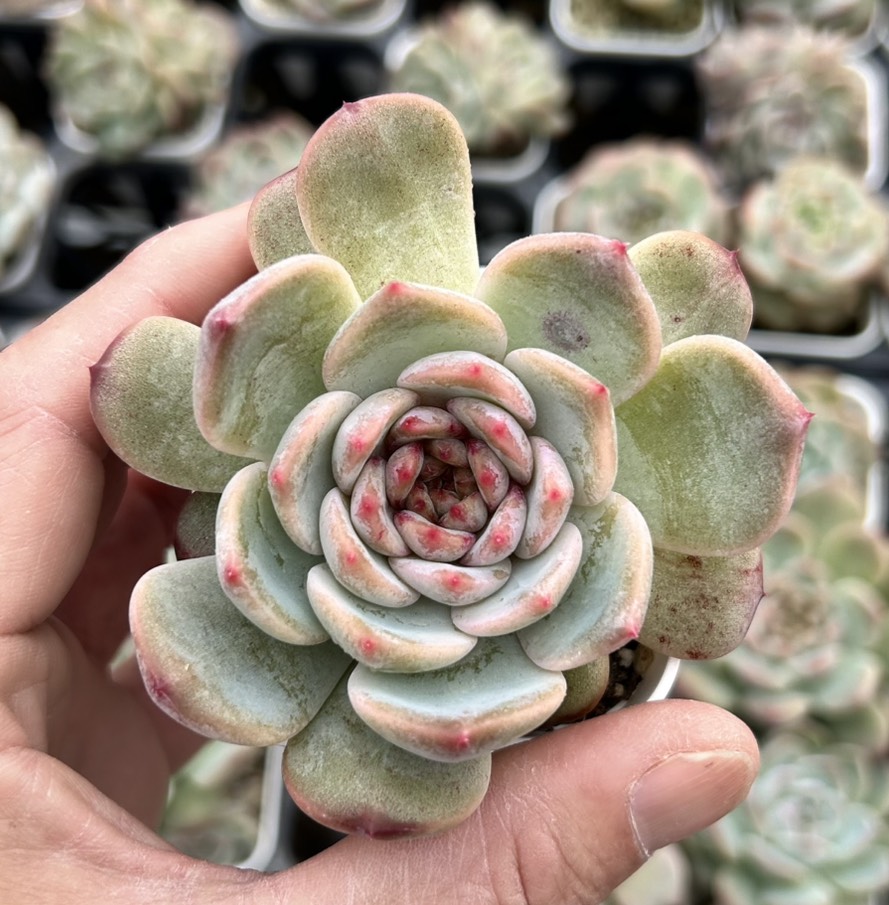 そ*い様 M509 ロビン 105苗 多肉植物 土と根付き エケベリア 韓国苗 そ