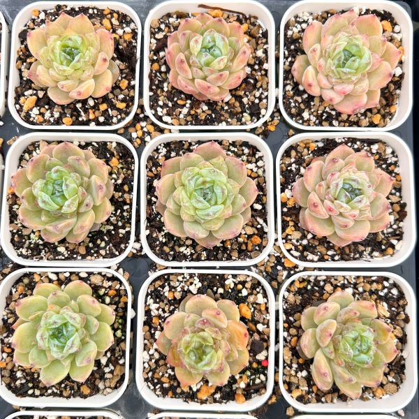 楽天市場】【限定20セット！】多肉植物詰め合わせ☆20種類セット 超