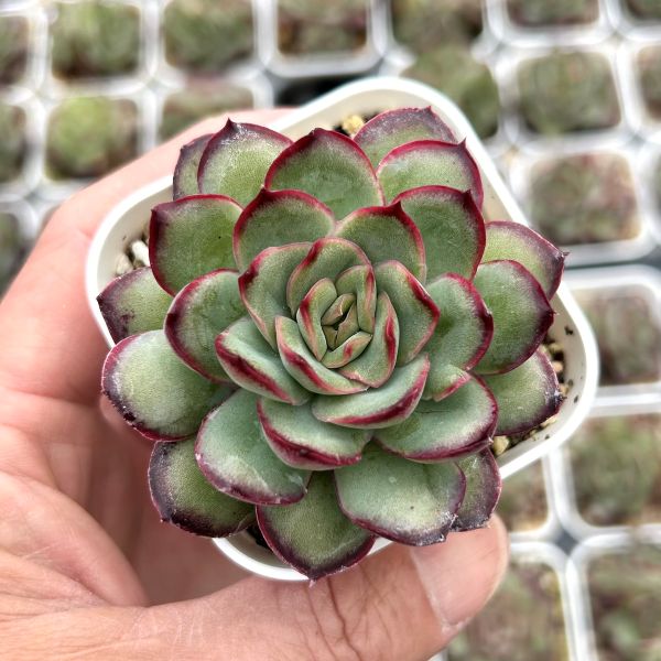 多肉植物 ビアンテ　双頭 多肉植物 ビアンテ双頭