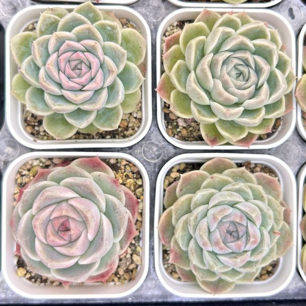 楽天市場】【当店農場生産】○多肉植物 エケベリア ストロベリーバブル