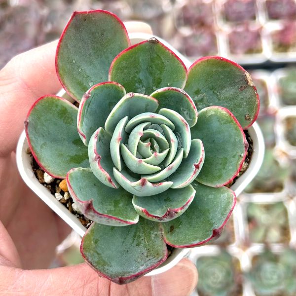 楽天市場】【当店農場生産】○多肉植物 エケベリア アミスター 7.5