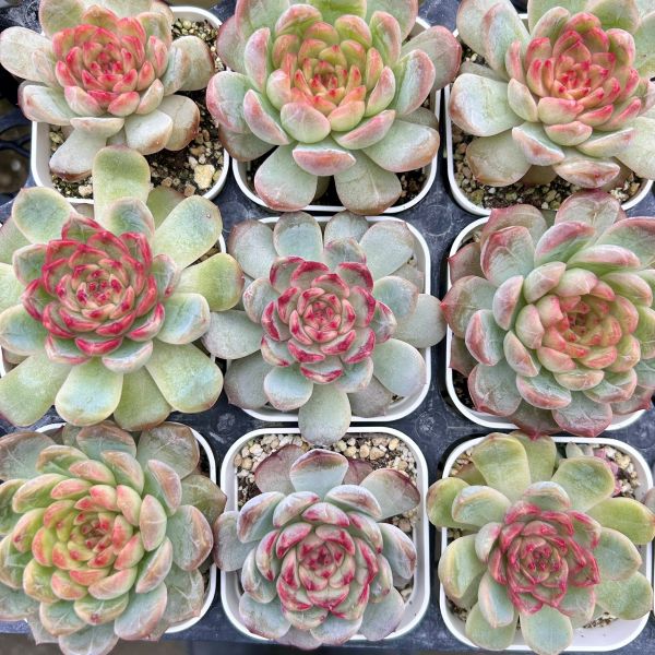 多肉植物　アリエル錦　抜き苗 楽天市場】【当店農場生産】◎多肉植物 エケベリア アリエル錦 7.5