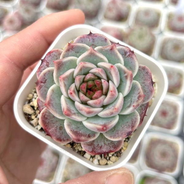 楽天市場】【当店農場生産】○多肉植物 エケベリア アルバビューティー