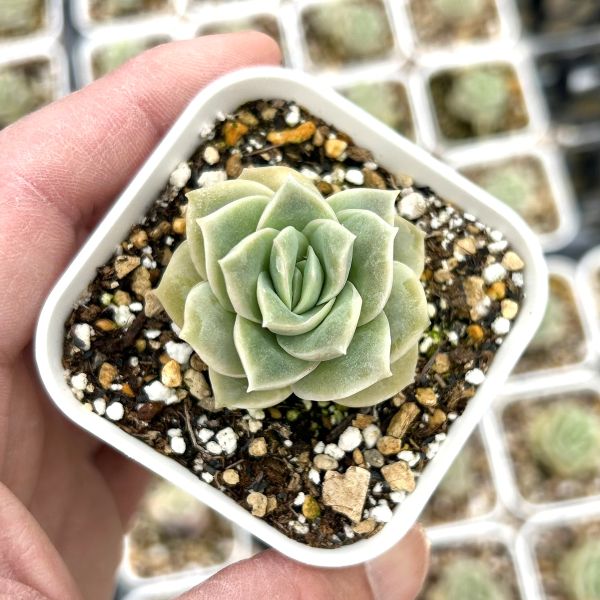 楽天市場】【当店農場生産】多肉植物 エケベリア ルンヨニー 7.5センチ