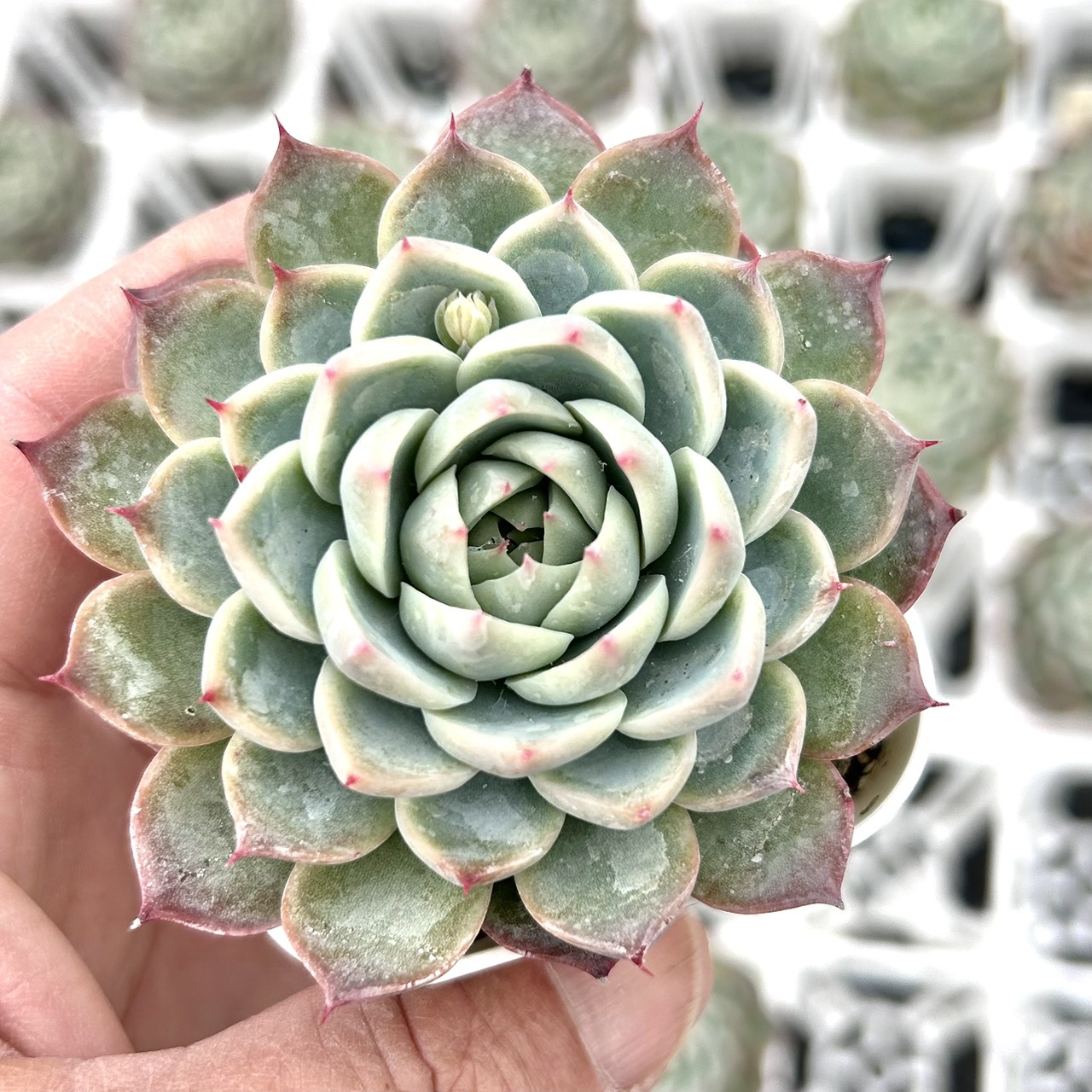 楽天市場】【当店農場生産】多肉植物 エケベリア フロリディティ 7.5