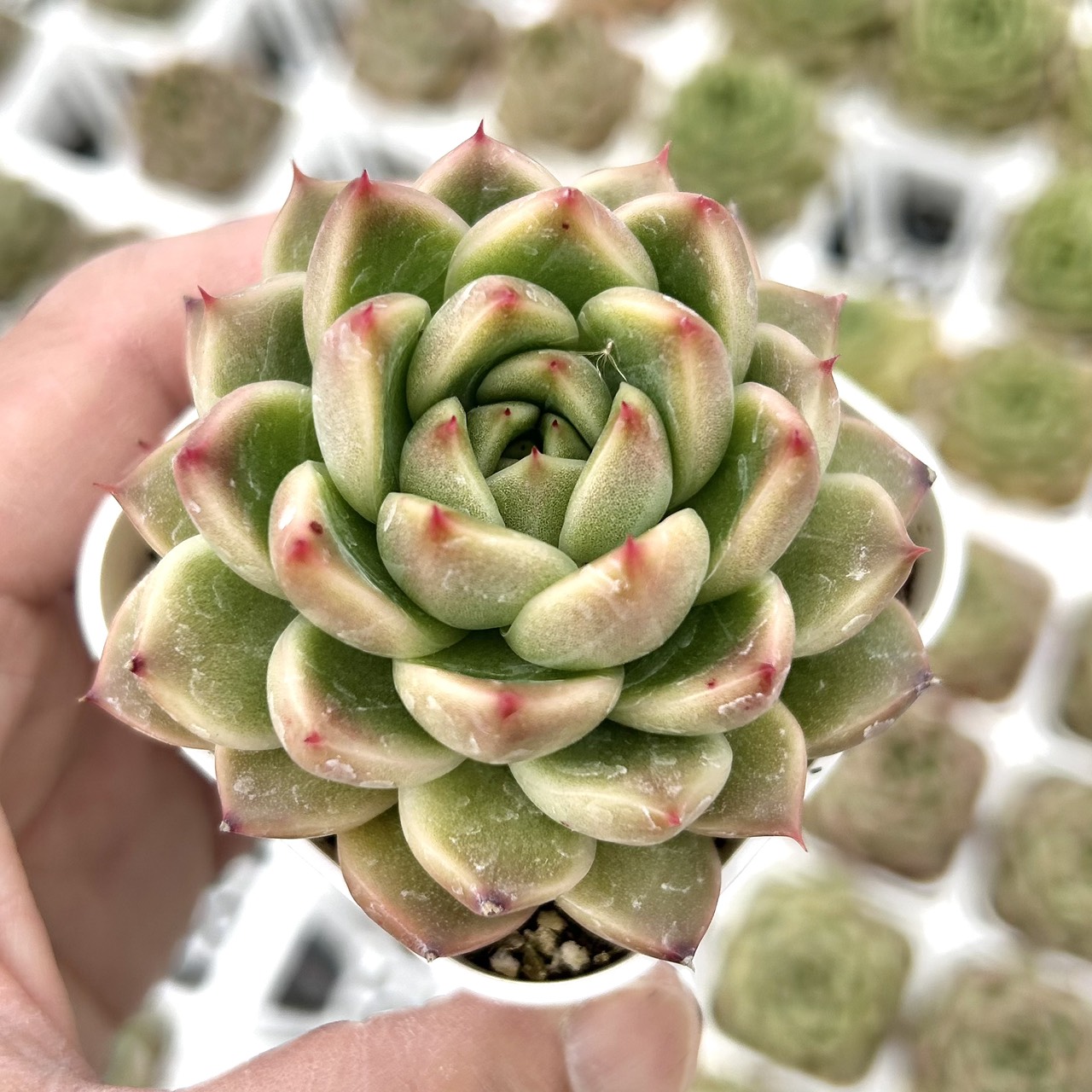 楽天市場】【当店農場生産】◎多肉植物 エケベリア ピンクジェニー 7.5