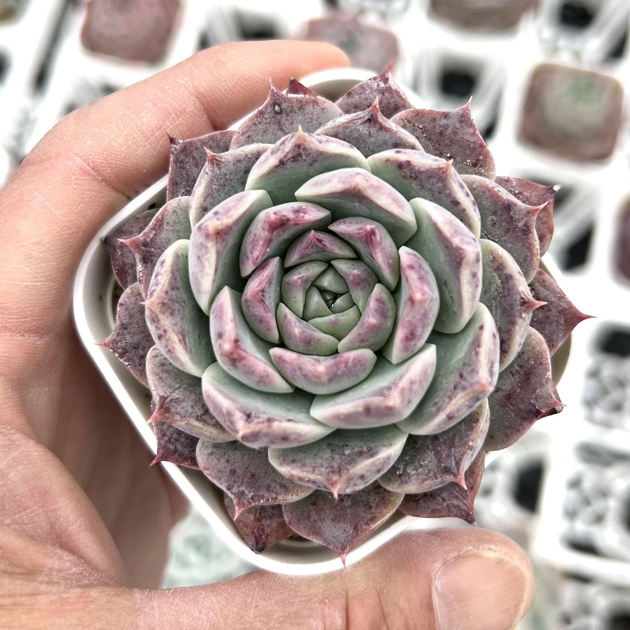 楽天市場】【当店農場生産】◎多肉植物 エケベリア パープルクリスタル