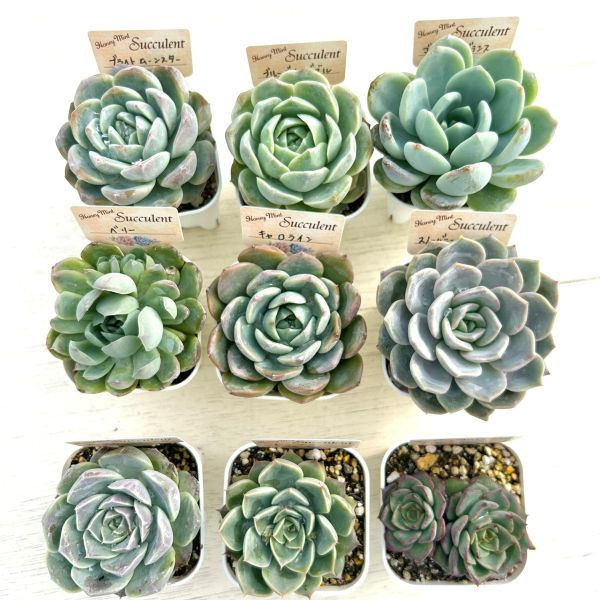 楽天市場】【当店農場生産】多肉植物 エケベリア 20種類セット 超