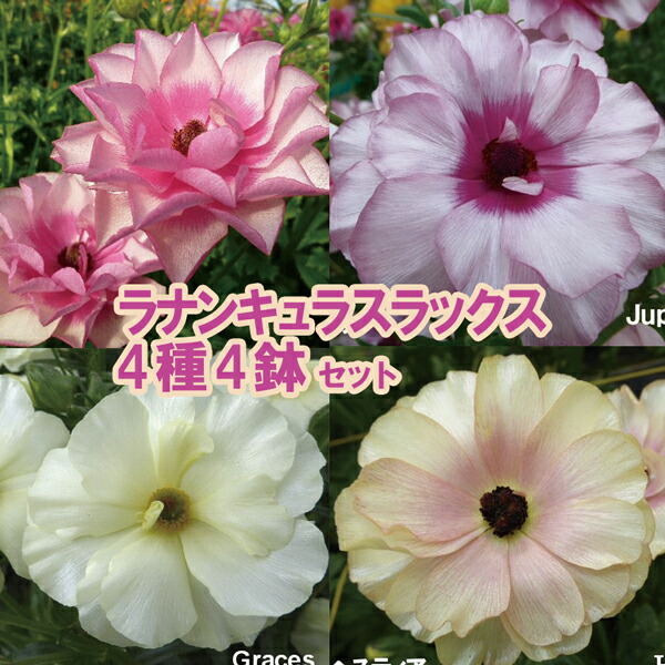 楽天市場】【当店農場生産】ラナンキュラス ラックス ジュピター 9