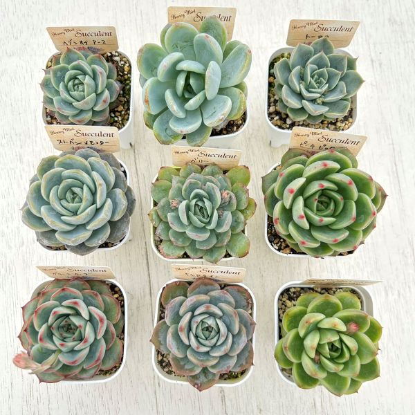 楽天市場】【限定20セット！】多肉植物詰め合わせ☆20種類セット 超
