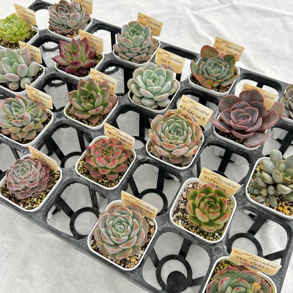 楽天市場】☆送料無料☆多肉植物苗9種類セット☆おひとり様1セット限り