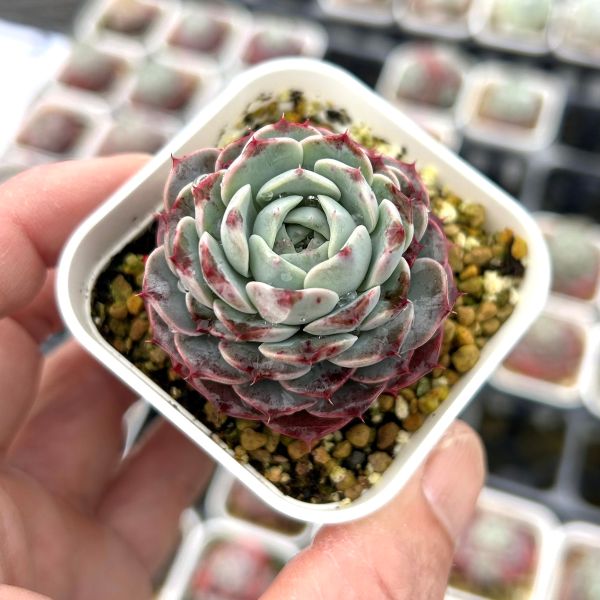 楽天市場】【当店農場生産】◎多肉植物 エケベリア ローズフェアリー