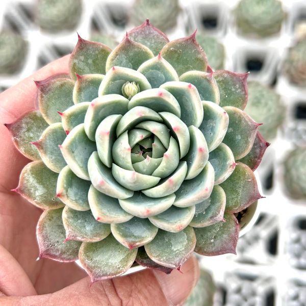 在庫9❣️ファントムビューティー❣️カット苗 ランダム エケベリア 多肉植物 在庫5❣️ファントムビューティー❣️カット ランダム エケベリア 寄せ