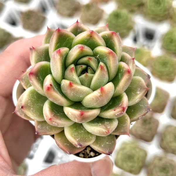 楽天市場】【当店農場生産】◎多肉植物 エケベリア ピンクジェニー 7.5