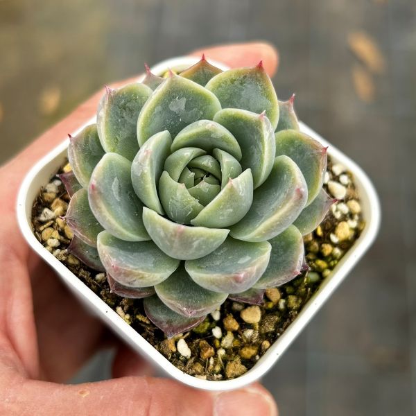 ❣️美苗♡シャンペーン❣️現品 エケベリア 寄せ植え 多肉弁当 多肉