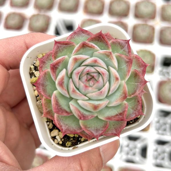 楽天市場】【当店農場生産】○多肉植物 エケベリア ホワイトプルド