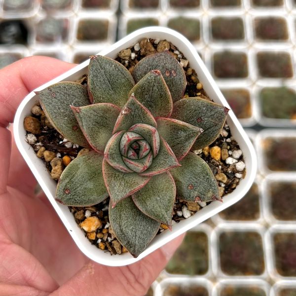 楽天市場】【当店農場生産】○多肉植物 エケベリア ロンギシマ 7.5