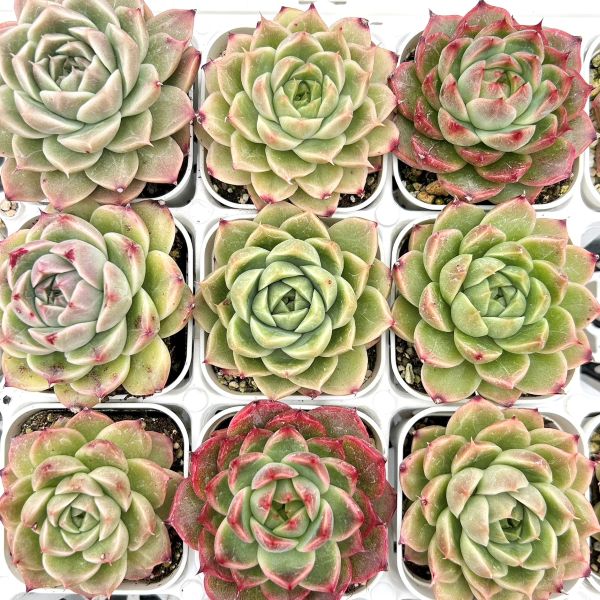 お*ん様 15種類セットH240×103苗 土付き 詰め合わせ 多肉植物 エケベ 楽天市場】【限定20セット！】多肉植物詰め合わせ☆20種類セット 超