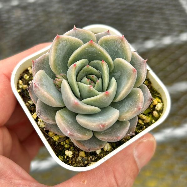 楽天市場】【限定20セット！】多肉植物詰め合わせ☆20種類セット 超