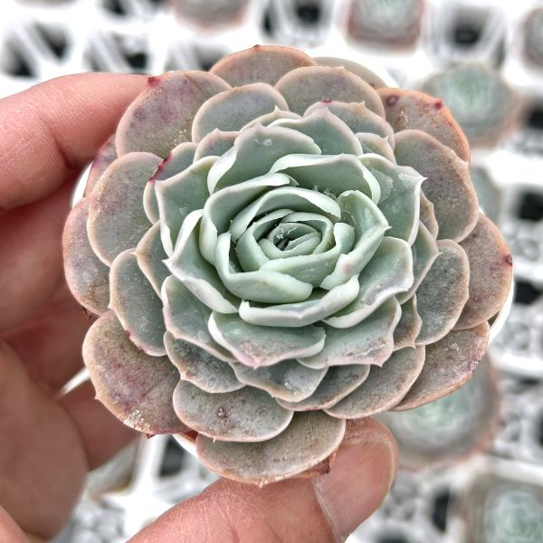 楽天市場】【当店農場生産】◎多肉植物 エケベリア ドライアイス 7.5