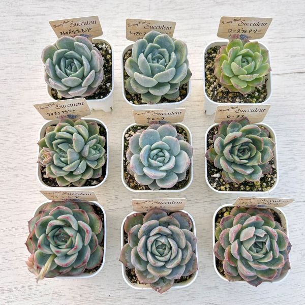 お*ん様 15種類セットH240×103苗 土付き 詰め合わせ 多肉植物 エケベ 楽天市場】【限定20セット！】多肉植物詰め合わせ☆20種類セット 超