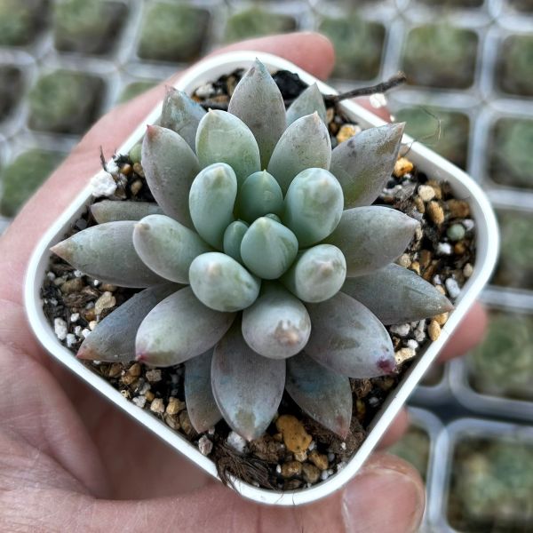 楽天市場】【当店農場生産】多肉植物 クラッスラ ディペンデンス 7.5