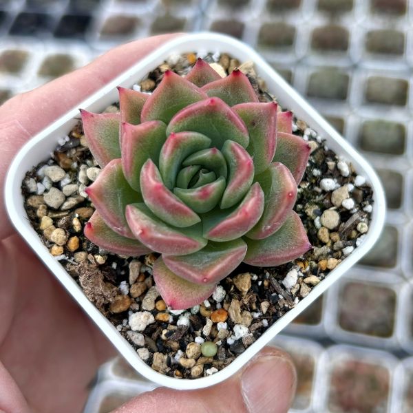 楽天市場】【当店農場生産】◎多肉植物 エケベリア モンブラン（モント