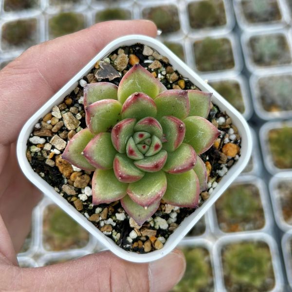 楽天市場】【当店農場生産】○多肉植物 エケベリア 大和錦