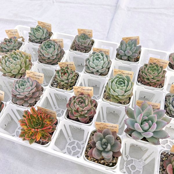 お*ん様 15種類セットH240×103苗 土付き 詰め合わせ 多肉植物 エケベ 楽天市場】【限定20セット！】多肉植物詰め合わせ☆20種類セット 超