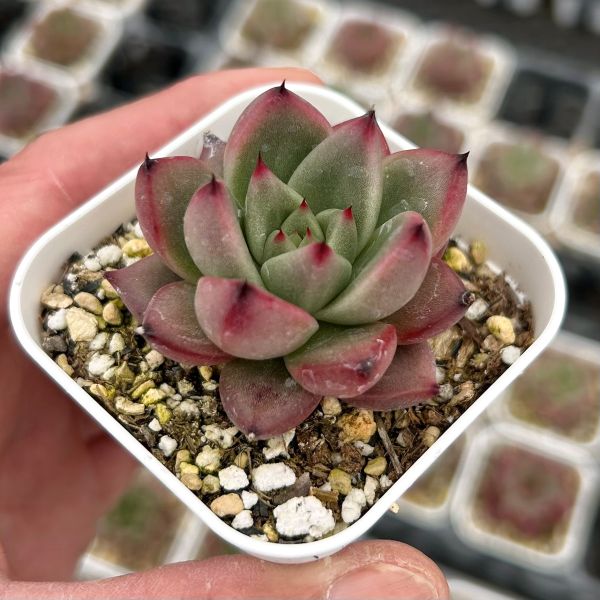 楽天市場】【当店農場生産】多肉植物 アガベ ボビコルヌータ