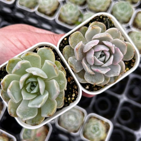 楽天市場】【当店農場生産】○多肉植物 エケベリア 水蜜桃 7.5センチ