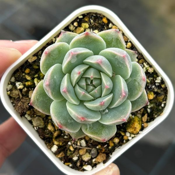 楽天市場】【当店農場生産】◎多肉植物 エケベリア ブルーバード