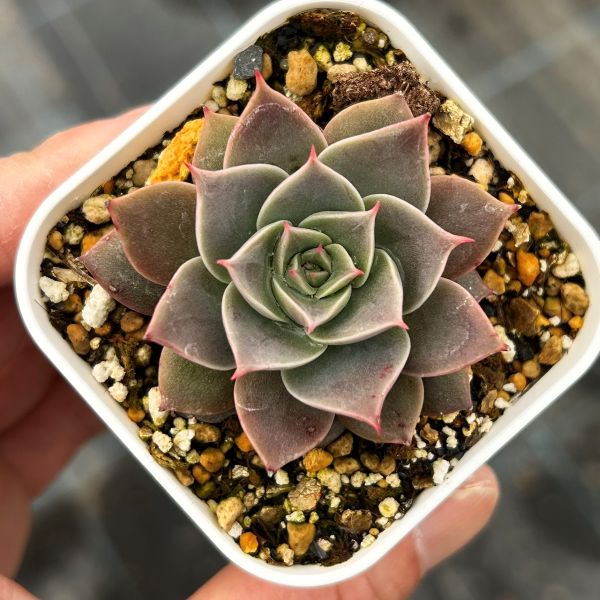 楽天市場】【当店農場生産】多肉植物 エケベリア シャネル 7.5センチ