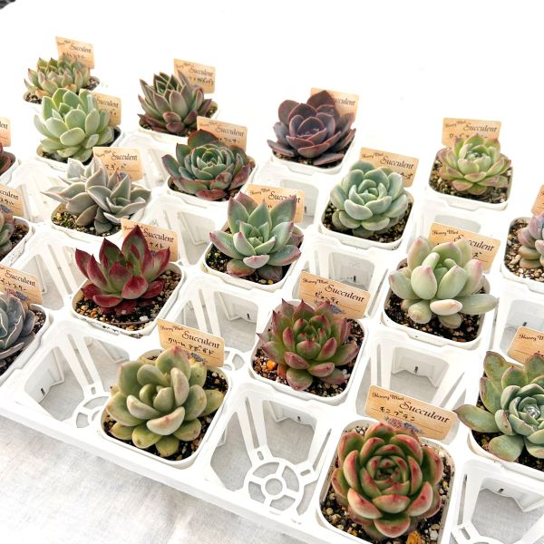 楽天市場】【当店農場生産】多肉植物＆セダムの土 15リットル入1袋