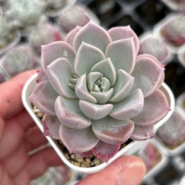 楽天市場】【限定10セット！】多肉植物詰め合わせ☆20種類セット 超