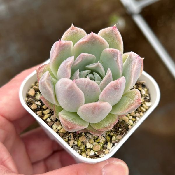 楽天市場】【限定10セット！】多肉植物詰め合わせ☆20種類セット 超