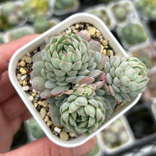 楽天市場】【限定10セット！】多肉植物詰め合わせ☆20種類セット 超