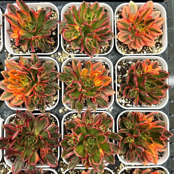 楽天市場】【当店農場生産】○多肉植物 アエオニウム メデューサ 7.5