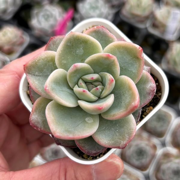 楽天市場】【当店農場生産】多肉植物 プロリフェラ錦 7.5センチポット