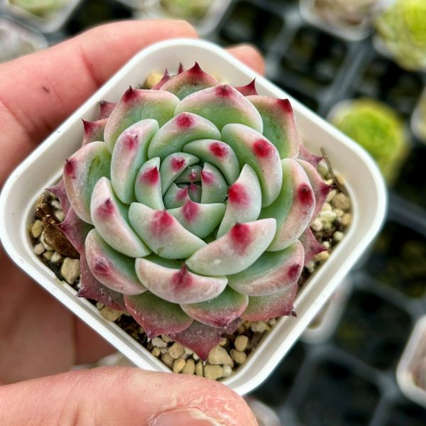 楽天市場】【当店農場生産】多肉植物 エケベリア ベンバディス 7.5