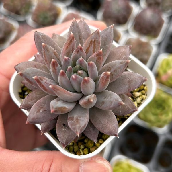 楽天市場】【当店農場生産】○多肉植物 エケベリア 白吉（バイジ） 7.5