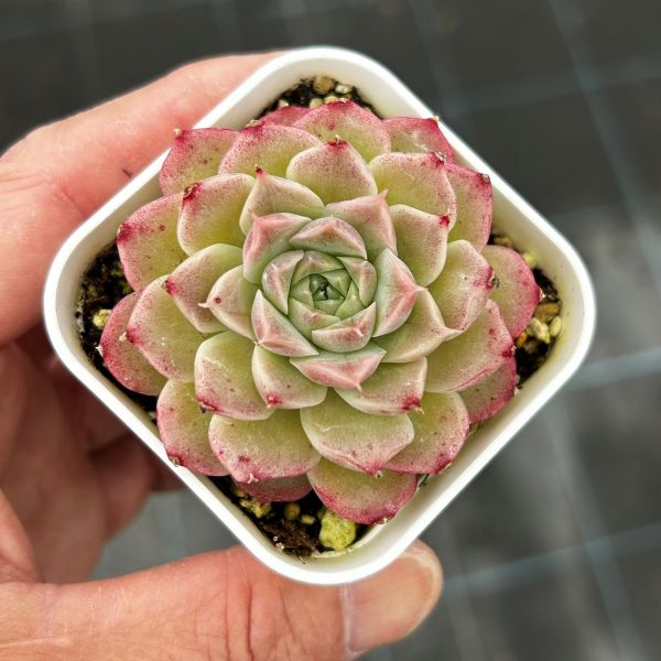 楽天市場】【当店農場生産】○多肉植物 エケベリア リラシナ×ヒアリナ