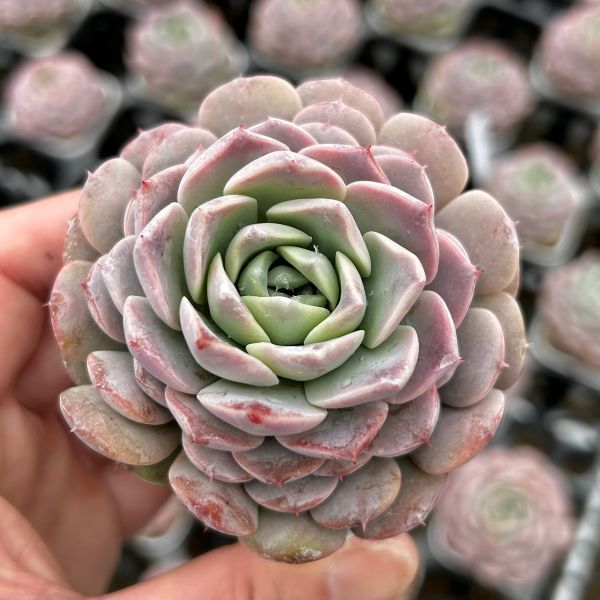 楽天市場】【当店農場生産】○多肉植物 エケベリア スノーピーチ 7.5