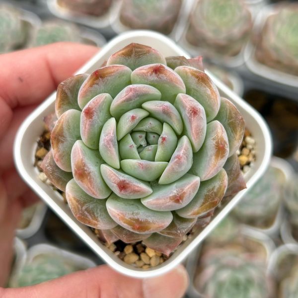 楽天市場】【当店農場生産】○多肉植物 エケベリア ルビーHyb 楽天市場】【当店農場生産】○多肉植物 エケベリア ルビーHyb