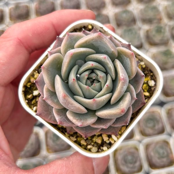 楽天市場】【当店農場生産】◎多肉植物 エケベリア ブラックティー 7.5